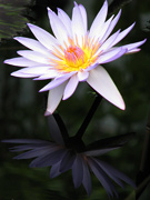 Waterlily Kew Garden